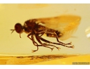 3 Dance flies Empididae. Fossil inclusions in Baltic amber #10417
