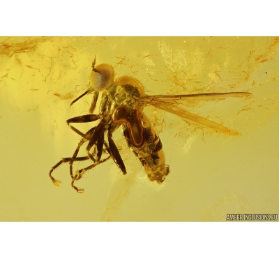 3 Dance flies Empididae. Fossil inclusions in Baltic amber #10417