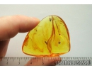 3 Dance flies Empididae. Fossil inclusions in Baltic amber #10417