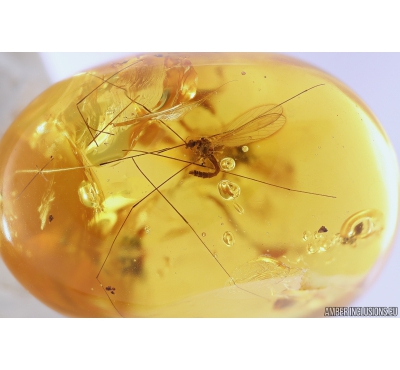 Crane fly Limoniidae Trichoneura Long-legged fly, Psocid Psocoptera and Spider Araneae. Fossil inclusions in Baltic amber #10424