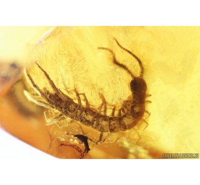 Centipede, Lithobiidae. Fossil insect in Baltic amber #10434