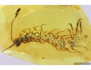 Very nice Big 17mm! Centipede Lithobiidae. Fossil insect in Baltic amber #10435