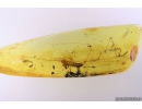 Very Big 27mm! House Centipede Scutigeridae. Fossil inclusion in Baltic amber #10436