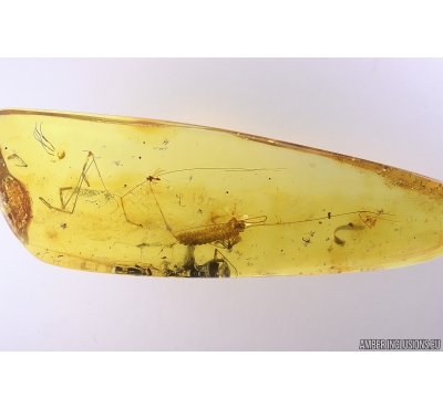 Very Big 27mm! House Centipede Scutigeridae. Fossil inclusion in Baltic amber #10436