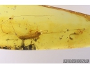 Very Big 27mm! House Centipede Scutigeridae. Fossil inclusion in Baltic amber #10436