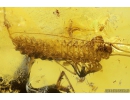 Very Nice Big 27mm! House Centipede Scutigeridae. Fossil inclusion in Baltic amber #10436