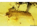 Very Nice Big 27mm! House Centipede Scutigeridae. Fossil inclusion in Baltic amber #10436