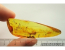 Very Big 27mm! House Centipede Scutigeridae. Fossil inclusion in Baltic amber #10436