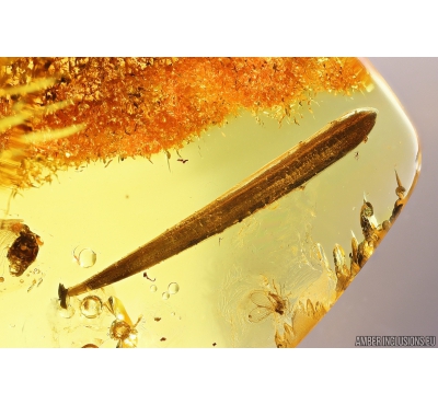 Leaf 17mm, Mite Acari and More. Fossil inclusions in Baltic amber #10437