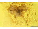 Leaf 17mm, Mite Acari and More. Fossil inclusions in Baltic amber #10437