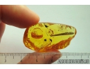 Leaf 17mm, Mite Acari and More. Fossil inclusions in Baltic amber #10437