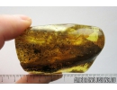 Big 27mm! Leaf. Fossil inclusion Ukrainian Rovno amber #10438R