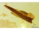 Leaf and Two True midges Chironomidae. Fossil inclusions in Baltic amber #10439