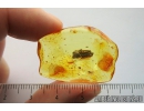 Nice Wood fragment. Fossil inclusion in Ukrainian Rovno amber #10440R