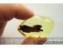 Nice Big 27mm! Wood fragment. Fossil inclusion in Ukrainian Rovno amber #10441R