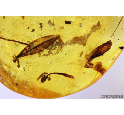 Flower fragments,  Caterpillar case Lepidoptera and ant Hymenoptera. Fossil inclusions in Baltic amber #10442