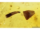 Flower fragments,  Caterpillar case Lepidoptera and ant Hymenoptera. Fossil inclusions in Baltic amber #10442