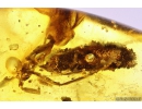 Flower fragments,  Caterpillar case Lepidoptera and ant Hymenoptera. Fossil inclusions in Baltic amber #10442