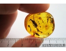 Flower fragments,  Caterpillar case Lepidoptera and ant Hymenoptera. Fossil inclusions in Baltic amber #10442