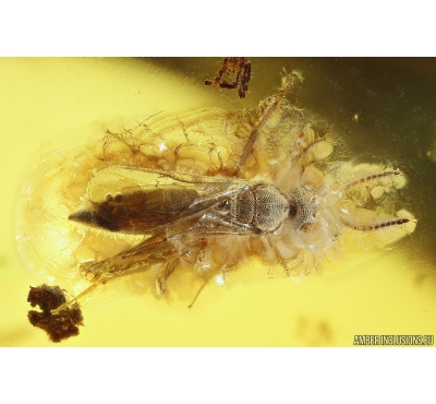 Wasp Hymenoptera, Bug Heteroptera and More. Fossil insects in Baltic amber #10445