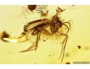 Wasp Hymenoptera, Bug Heteroptera and More. Fossil insects in Baltic amber #10445