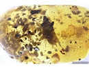 Cockroach Blattaria and Many Coprolites Fossil inclusions in Baltic amber #10446