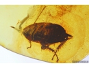 Cockroach Blattaria and Dance fly Empididae. Fossil insects in Baltic amber #10447