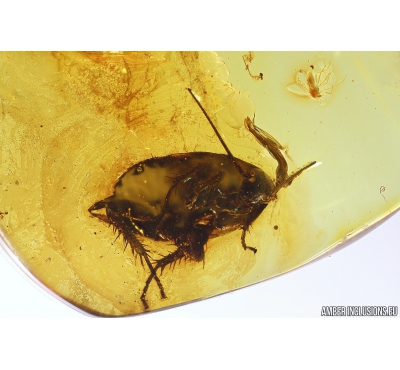 Cockroach Blattaria and Dance fly Empididae. Fossil insects in Baltic amber #10447
