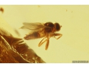 Cockroach Blattaria and Dance fly Empididae. Fossil insects in Baltic amber #10447