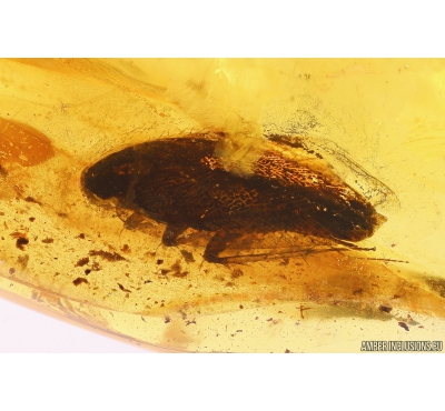 Cockroach, Blattaria. Fossil insect in Baltic amber #10448