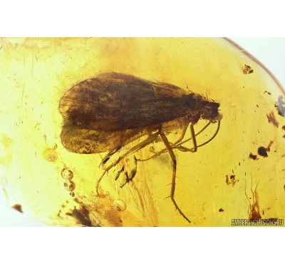 Big 12mm! Caddisfly Trichoptera. Fossil insect in Baltic amber #10453