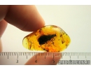 Big 12mm! Caddisfly Trichoptera. Fossil insect in Baltic amber #10453
