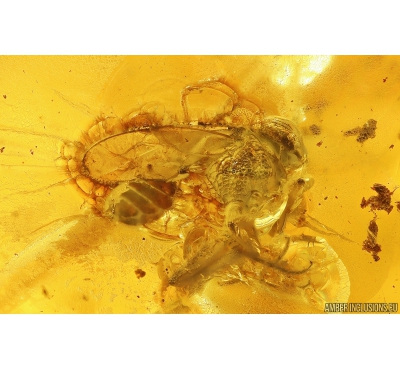 Rare Ensign Wasp Evaniidae. Fossil insect in Ukrainian Rovno amber #10457R