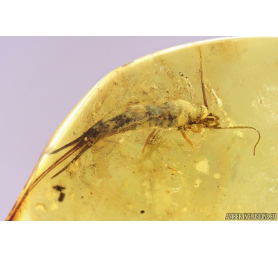 Bristletail Machilidae and More. Fossil inclusions in Baltic amber #10463
