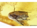 Bristletail Machilidae and More. Fossil inclusions in Baltic amber #10463