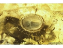 Bristletail Machilidae and More. Fossil inclusions in Baltic amber #10463