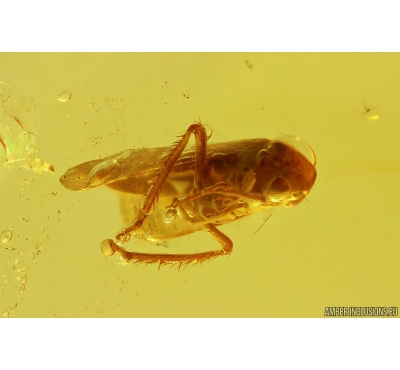 Leafhopper Cicadellidae. Fossil inclusions in Baltic amber #10464
