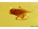 Leafhopper Cicadellidae. Fossil inclusions in Baltic amber #10464