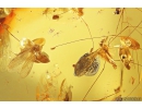 Fungus Beetle Endomychidae Merophysiinae Holoparamecus and More. Fossil insects in Baltic amber #10500