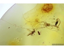 Fungus Beetle Endomychidae Merophysiinae Holoparamecus and More. Fossil insects in Baltic amber #10500