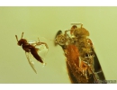 Fungus Beetle Endomychidae Merophysiinae Holoparamecus and More. Fossil insects in Baltic amber #10500