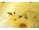Fungus Beetle Endomychidae Merophysiinae Holoparamecus and More. Fossil insects in Baltic amber #10500