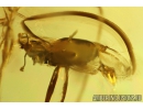 Fungus Beetle Endomychidae Merophysiinae Holoparamecus and More. Fossil insects in Baltic amber #10500