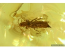 Fungus Beetle Endomychidae Merophysiinae Holoparamecus and More. Fossil insects in Baltic amber #10500