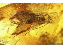 Fungus Beetle Endomychidae Merophysiinae Holoparamecus and More. Fossil insects in Baltic amber #10500