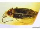 Marsh beetle Scirtidae Elodes. Fossil insect in Baltic amber #10501
