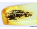 Marsh beetle Scirtidae Elodes. Fossil insect in Baltic amber #10501