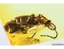 Marsh beetle Scirtidae Elodes. Fossil insect in Baltic amber #10501