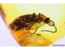 Marsh beetle Scirtidae Elodes. Fossil insect in Baltic amber #10501