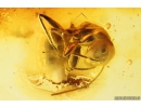Rare Ant Formicidae Camponotus mengei ant Cricket Orthoptera. Fossil insects in Baltic amber #10507